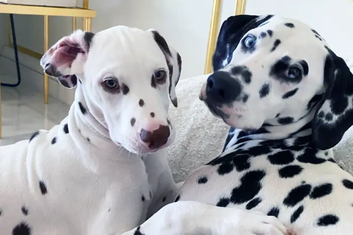 Puppy Dalmatian Dogs' Spiritual Meaning