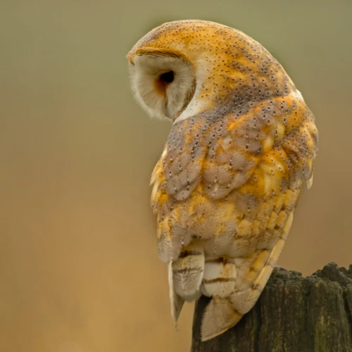 barn owl meaning