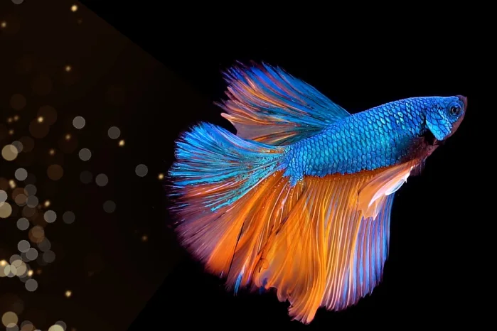 betta fish symbolism and spiritual meanings