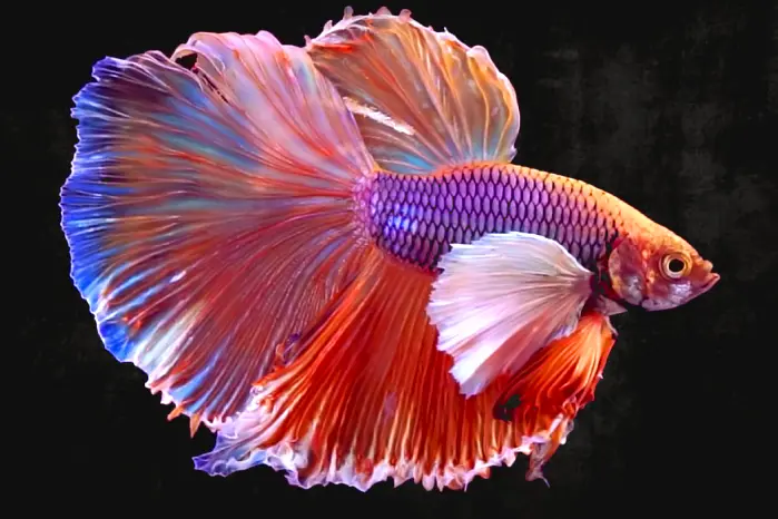 betta fish symbolism and spiritual symbolism