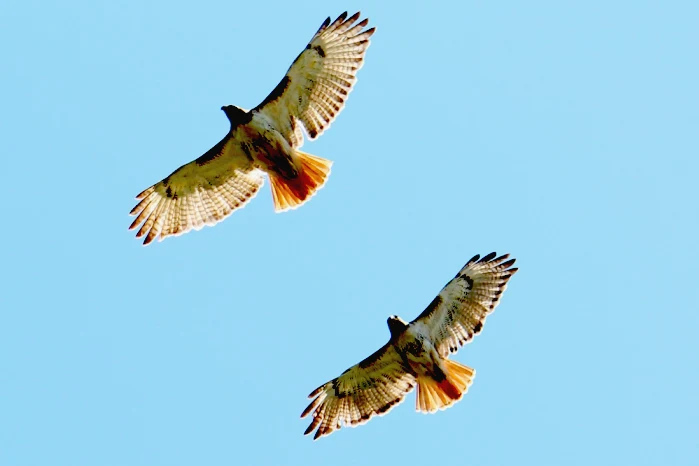 meaning of seeing two hawks together
