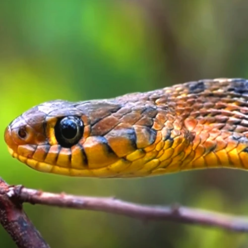 rattlesnake spiritual meaning