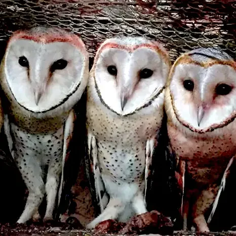 spiritual meaning of barn owl