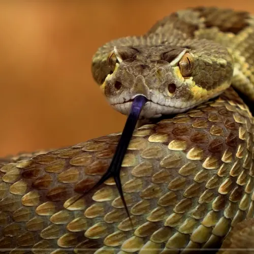 spiritual meaning of rattlesnake