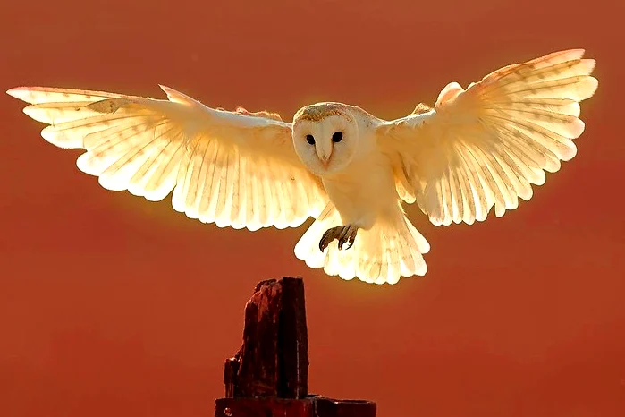 Spiritual Meaning and symbolism of barn owl