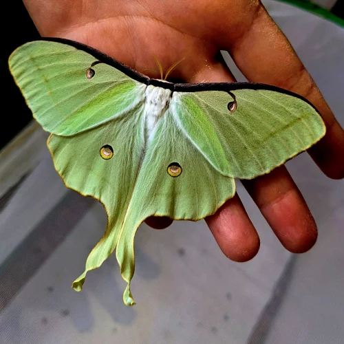 luna moth symbolism & spiritual meanings