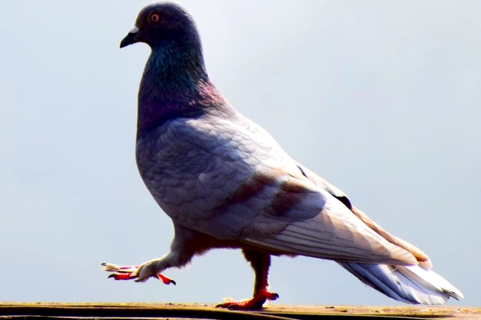 seeing a pigeon meaning