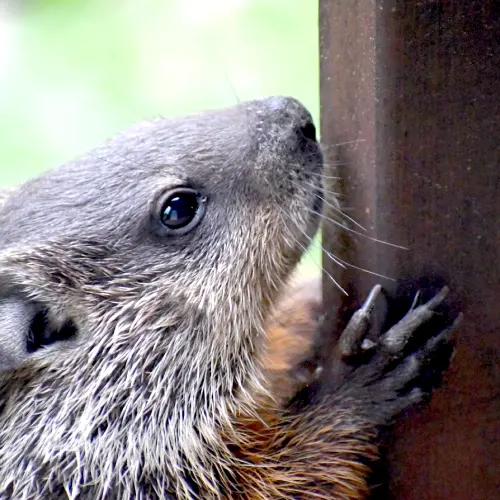 spiritual meaning of a groundhog