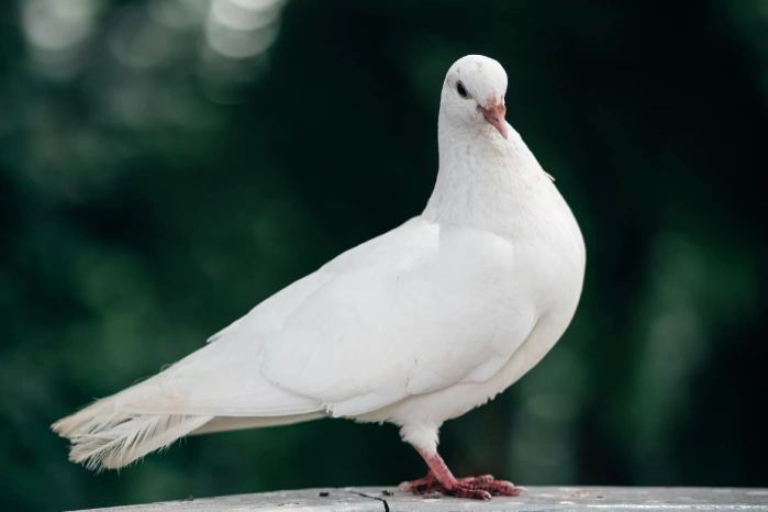 Spiritual meaning & symbolism of a pigeon