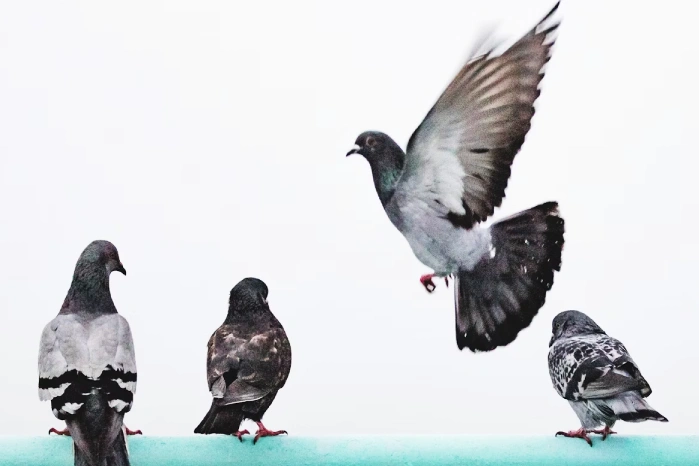 what do pigeons symbolize