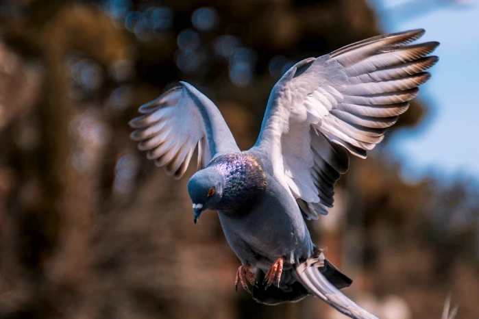 what does it mean when a pigeon visits you