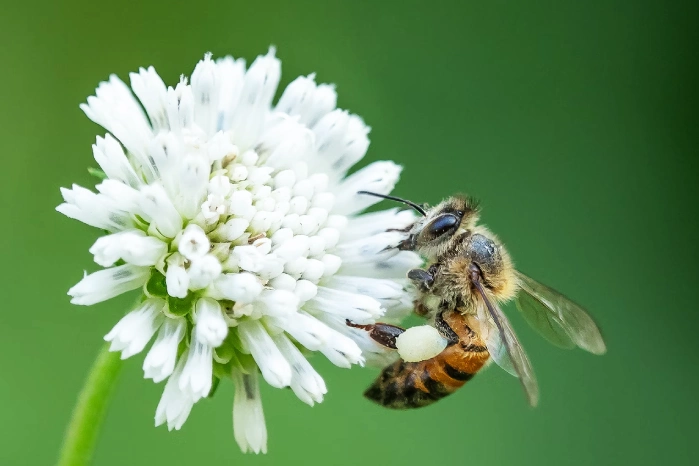 bumble bee spiritual meaning | symbolism