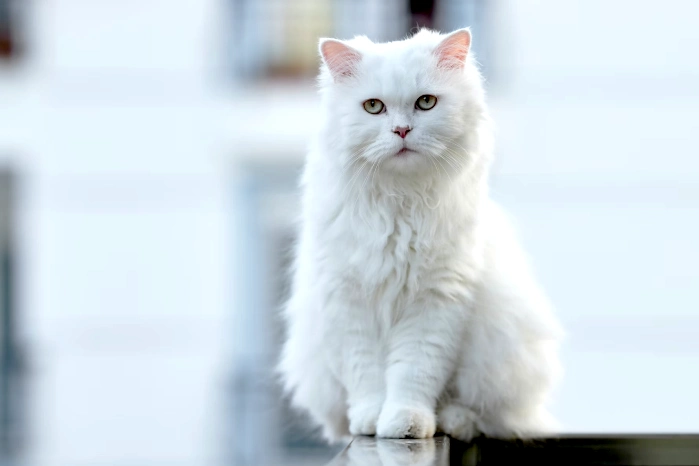 meaning of seeing a white cat