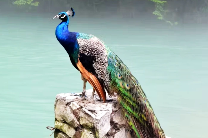 peacock crosses your path spiritual meaning