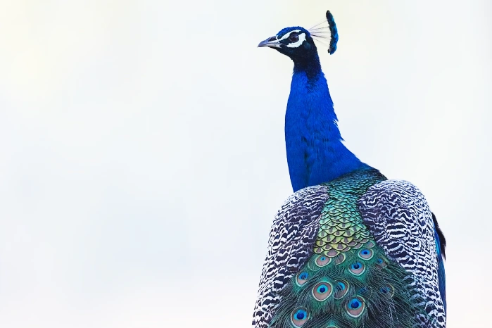 peacock spiritual meaning and symbolism