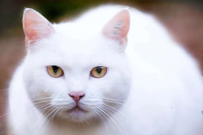 spiritual meaning white cat