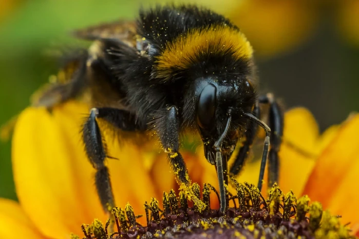 spiritual significance of bumble bees
