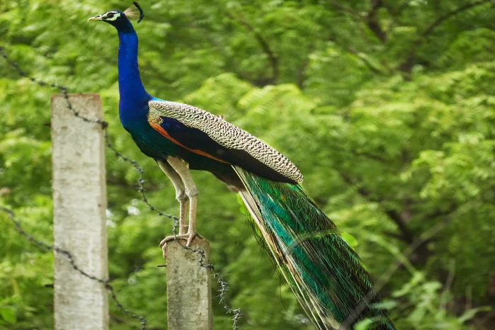 symbolism of seeing peacock