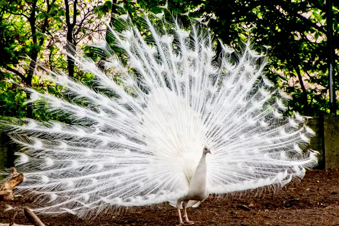 white peacock symbolism