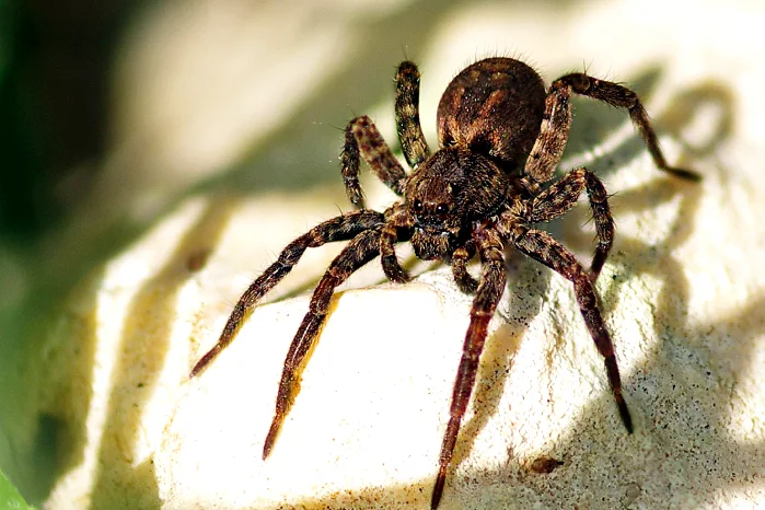 wolf spider spiritual meaning And Symbolism