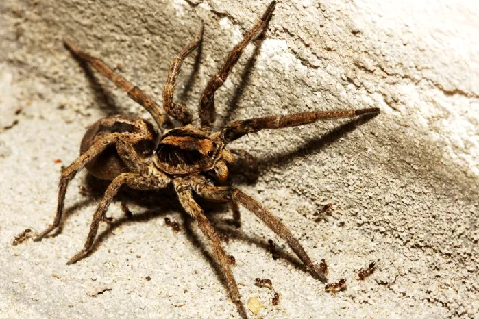 wolf spider spiritual meanings