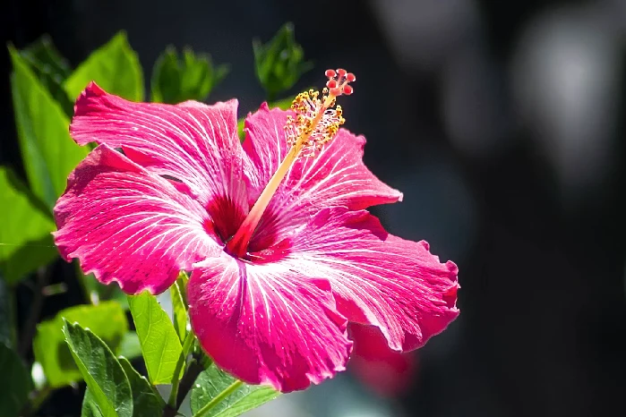 hibiscus meaning spiritually