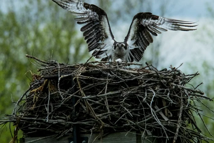 bird building nest spiritual meaning