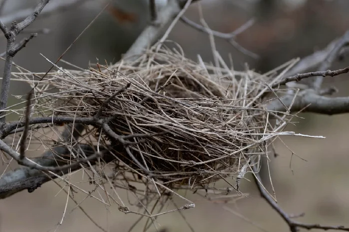 bird nest Spiritual Meanings of Bird Nest at Front Door