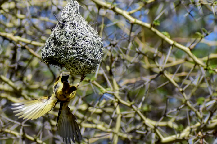 bird nest spiritual meaning